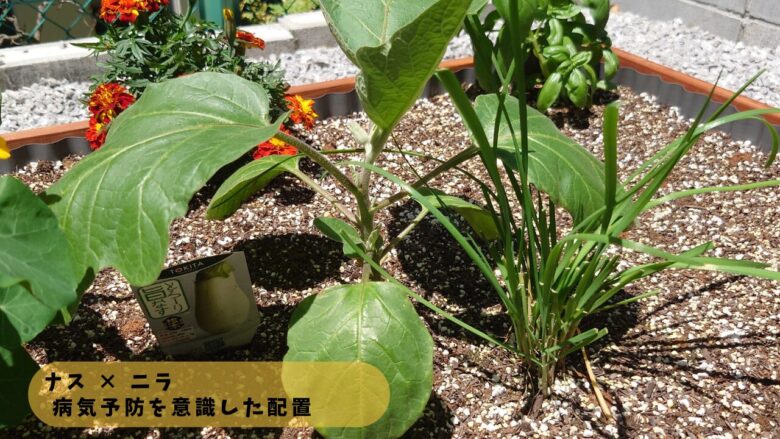 ナスの株元にニラを植えた家庭菜園の様子で、病気予防を意識したコンパニオンプランツの配置を示した写真