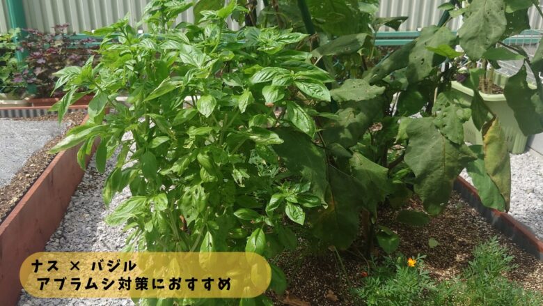 ナスとバジルを一緒に植えた家庭菜園の様子で、アブラムシ対策としてのコンパニオンプランツ配置を示した写真
