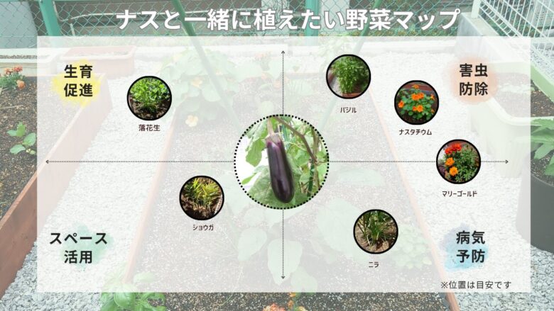 ナスを中心にバジル・落花生・ニラ・マリーゴールド・ナスタチウム・ショウガのコンパニオンプランツを配置し、生育促進・害虫防除・病気予防・スペース活用の効果を示した図解