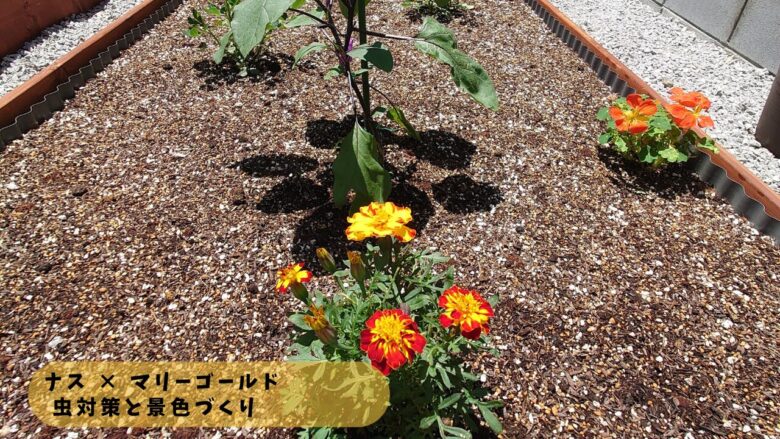 ナスの近くにマリーゴールドを植えた家庭菜園の様子で、害虫対策と景観づくりを兼ねたコンパニオンプランツの配置を示した写真