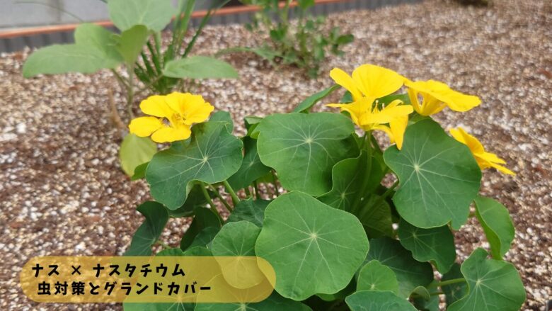 ナスとナスタチウムのコンパニオンプランツ配置例で、害虫対策とグランドカバー効果が期待できる家庭菜園の様子