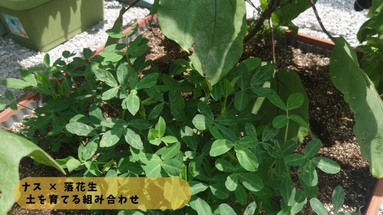 ナスと落花生を一緒に植えた家庭菜園の様子で、土壌を育てるコンパニオンプランツの配置を示した写真