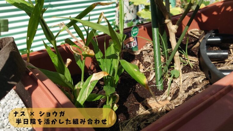 ナスの近くにショウガを植えた家庭菜園の様子で、半日陰を活かしたコンパニオンプランツの配置を示した写真