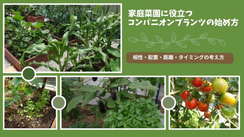 家庭菜園でのコンパニオンプランツの実例。トマトやナス、トウモロコシなどを混植し、相性・配置・距離・タイミングを考えて育てたレイズドベッドの様子