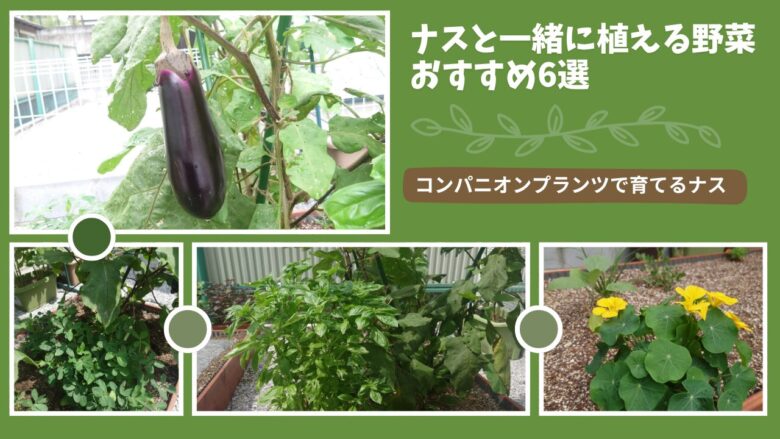 ナスと一緒に植えるおすすめ野菜6選のコンパニオンプランツ実例（バジル・落花生・ニラ・マリーゴールド・ナスタチウム）