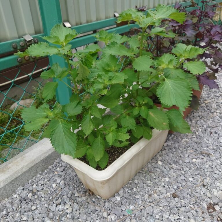 手軽にはじめる家庭菜園!プランターでのしそ(大葉)の栽培方法 | しま農研
