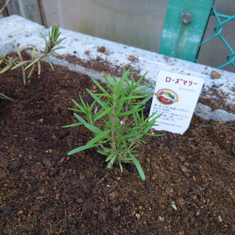 家庭菜園 何年もかけてじっく成長 ローズマリーの栽培方法 しま農研