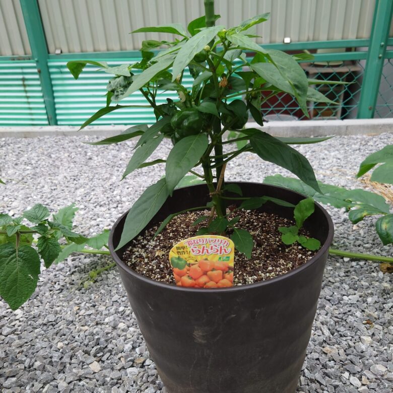 しま農研