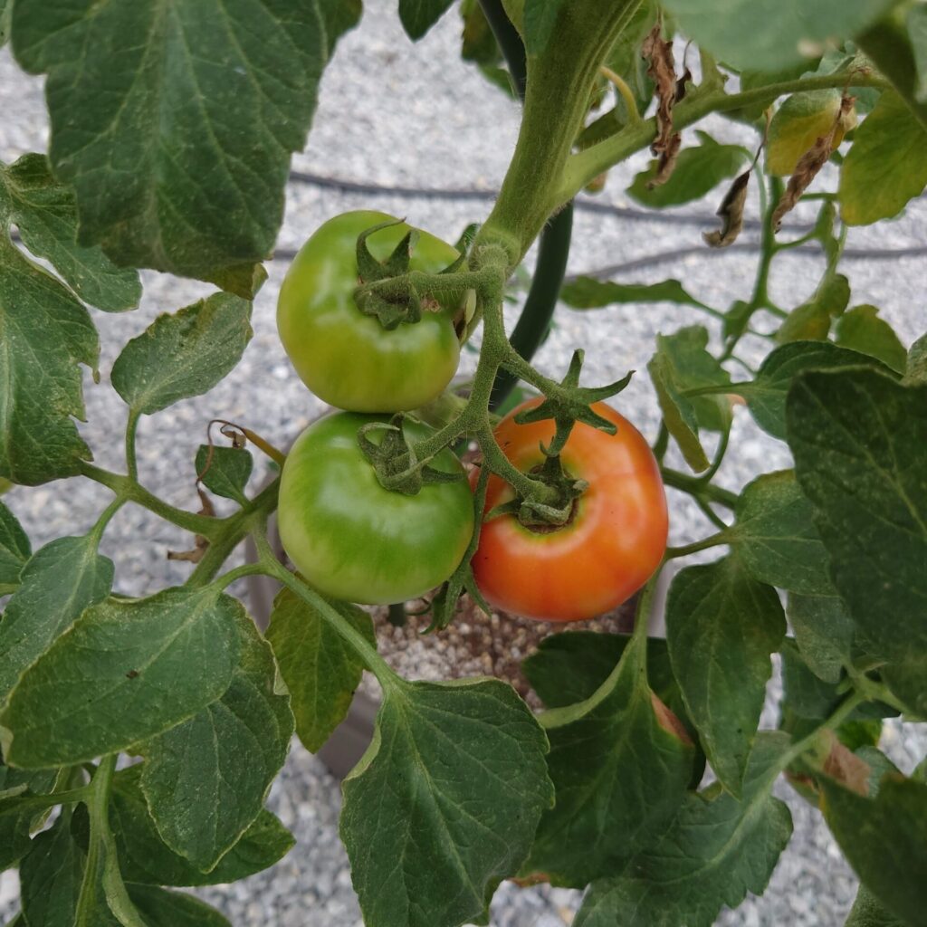 家庭菜園 プランターで育てるおすすめ春夏野菜と栽培方法 しま農研