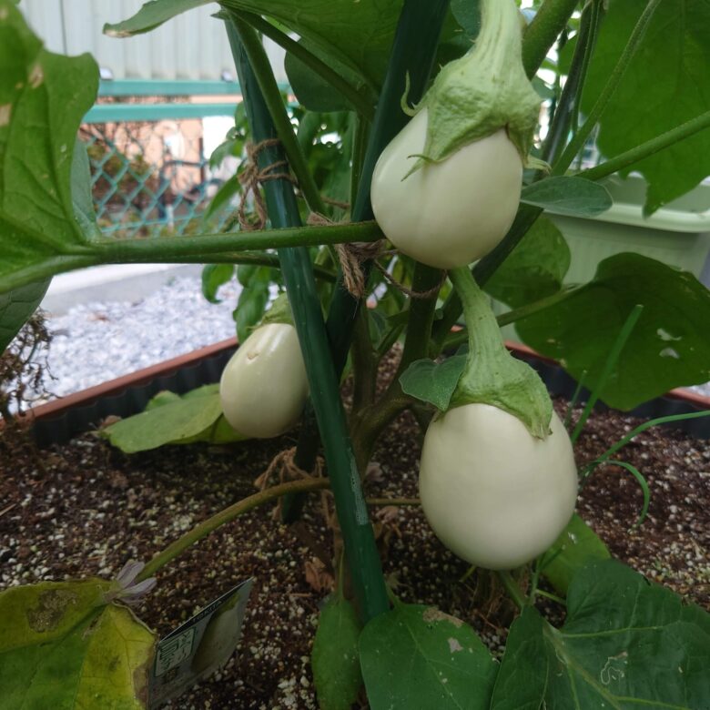 トマトの苗を植えました | ジャック2世のブログ