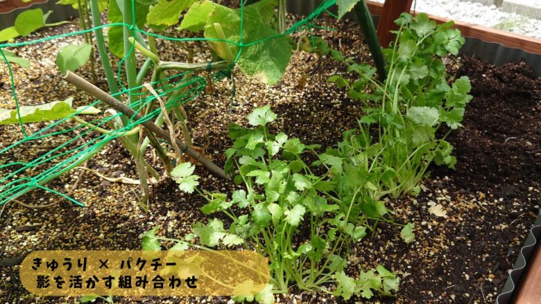 きゅうりとパクチーの混植｜半日陰を活かしたコンパニオンプランツの配置