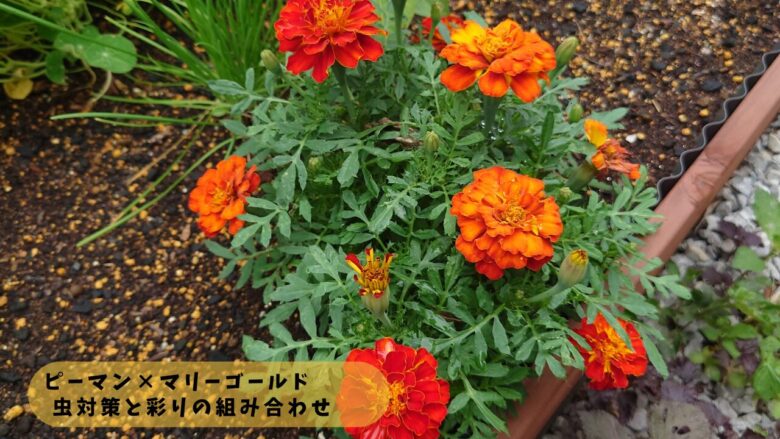 ピーマンの株元に植えたマリーゴールドの花。オレンジ色の花が咲き、虫対策と彩りを兼ねた混植の様子