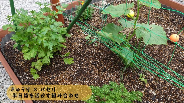 きゅうりとパセリの混植｜半日陰を活かして育てるコンパニオンプランツ