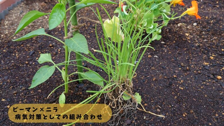 ピーマンの近くに植えたニラの株。根元に配置され、病気対策として混植している様子