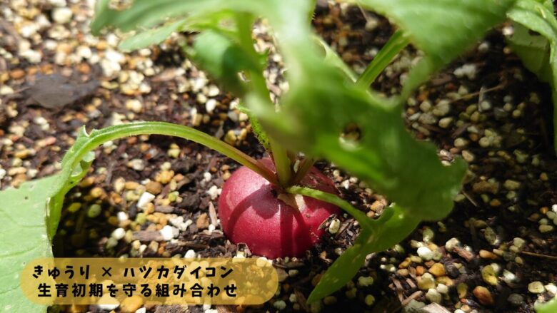 きゅうりとハツカダイコンの混植｜生育初期を守るコンパニオンプランツ