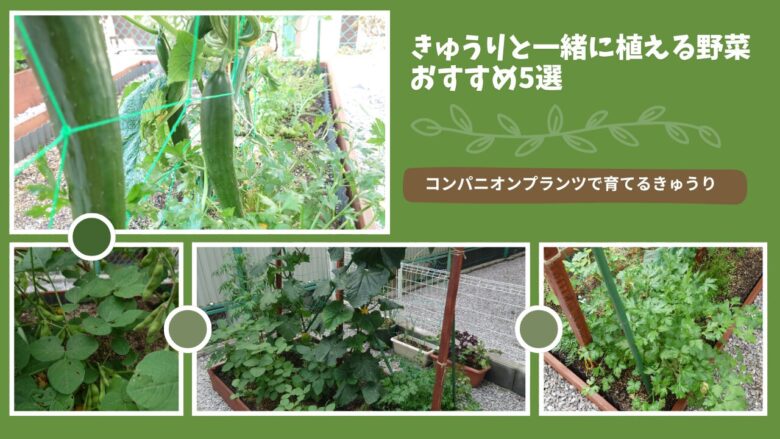 きゅうりと一緒に植える野菜5選｜コンパニオンプランツの配置と混植例