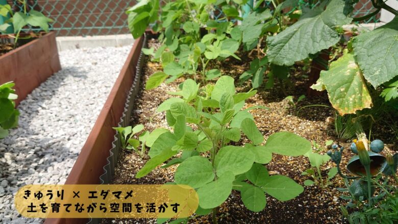きゅうりとエダマメの混植｜土を育てながら空間を活かすコンパニオンプランツ