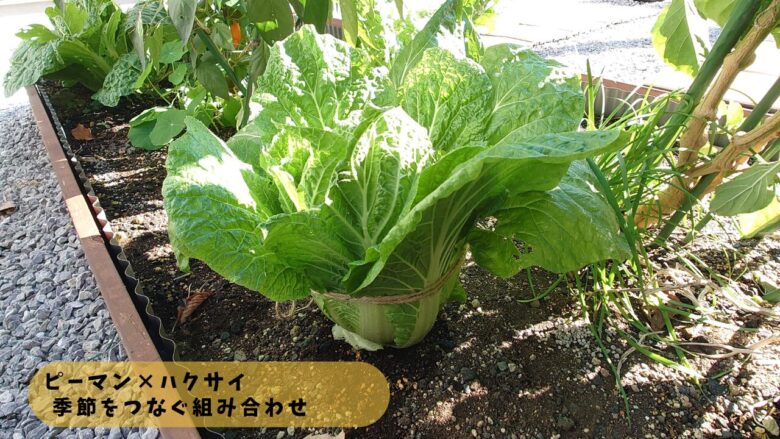 ピーマンのそばで育つハクサイ。葉が大きく広がり、季節をつなぐリレー栽培として配置されている様子