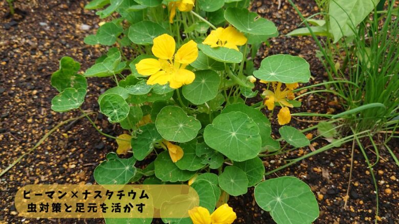 ピーマンの足元に広がるナスタチウム。黄色い花と丸い葉が地面を覆い、虫対策とスペース活用をしている様子