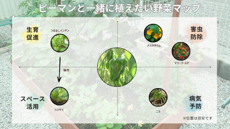ピーマンと相性の良いコンパニオンプランツの配置図。つるなしインゲン（生育促進）、ハクサイ（スペース活用）、ナスタチウム・マリーゴールド（害虫対策）、ニラ（病気予防）を役割別にまとめたマップ