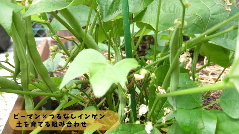 ピーマンの周りで育つつるなしインゲン。株元のスペースを活かしながら土づくりを意識した混植の様子
