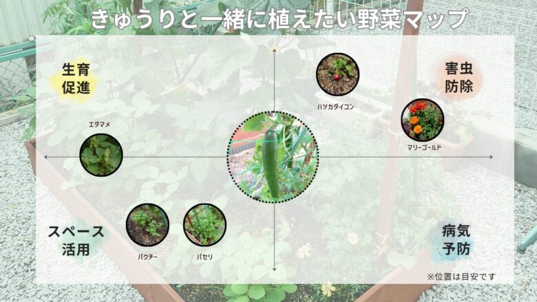 きゅうり コンパニオンプランツ 組み合わせ図 エダマメ・パクチー・パセリ・マリーゴールド・ハツカダイコンの配置と役割