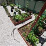 herbes aromatiques propriétés-médicinales-cuisine-jardin