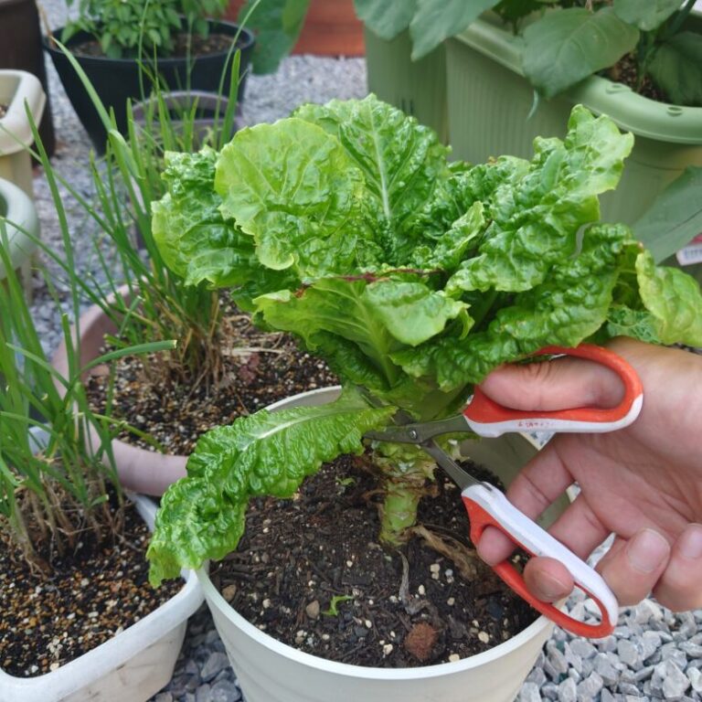 プランターでのサンチュの栽培方法:焼肉のお供に新鮮なサンチュを収穫しよう! | しま農研