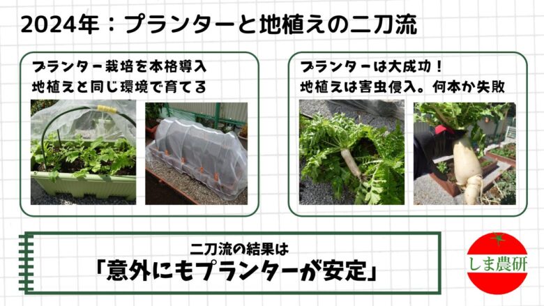 2024年しま農研のダイコン栽培結果