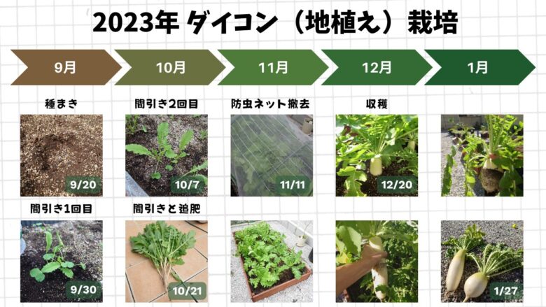 2023年ダイコン地植え栽培タイムライン：9月播種から1月収穫までの写真まとめ