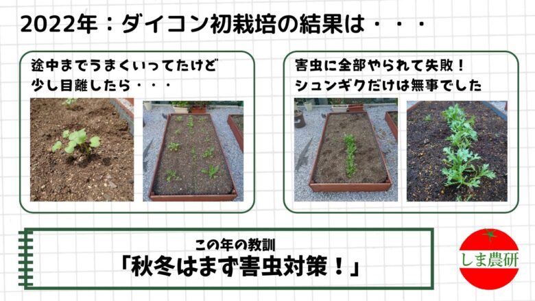 2022年しま農研のダイコン栽培の結果