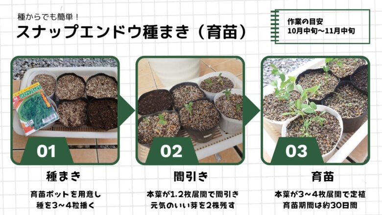 スナップエンドウの育苗方法。育苗ポットへの種まき、間引き、本葉の成長に合わせた育苗の流れを3ステップで紹介した解説画像。