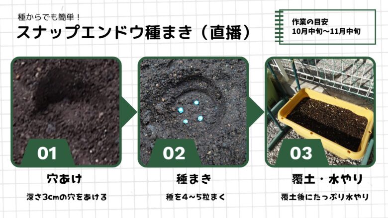 スナップエンドウ（絹さや）の直播方法。深さ3cmの穴あけ、種4〜5粒、覆土と水やりの手順が写真で分かる解説画像。