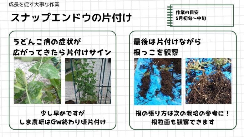 スナップエンドウの片付け手順を説明する画像。うどんこ病で白くなった葉と、株全体の写真が左側に並び、右側には抜いた株の根の様子をブルーシート上で観察している写真が配置されている。作業目安は5月初旬〜中旬。しま農研ではGW終わり頃を片付け時期の目安としており、根の張り方や根粒菌の状態も栽培の参考になることを示している。