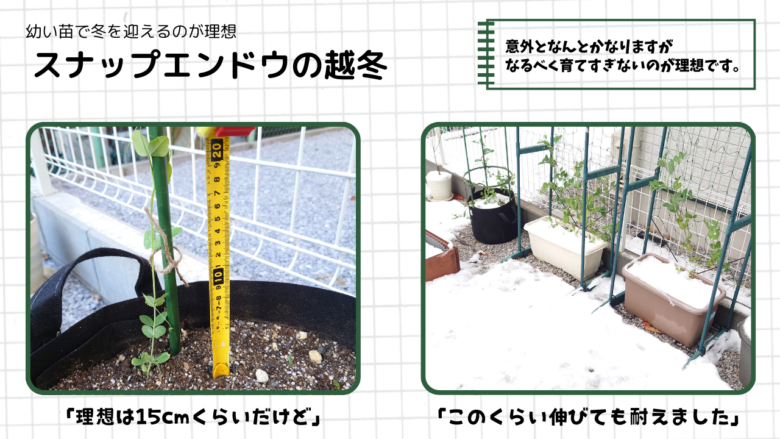 スナップエンドウの越冬例。左は草丈15cmほどで冬を迎えた理想の苗、右は少し伸びすぎた苗でも雪の中でしっかり耐えているプランター栽培の様子。