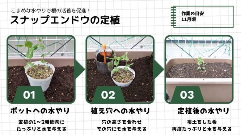 スナップエンドウ（絹さや）の定植手順。植え付け前の水やり・植え穴への水やり・覆土後の水やりを行う方法。作業時期は11月頃。