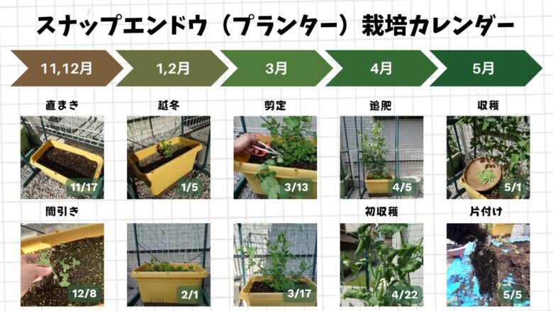 「スナップエンドウ（プランター）栽培カレンダー。11～12月の直まき、12月の間引き、1～2月の越冬、3月の剪定、4月の追肥と初収穫、5月の収穫と片付けまでの生育の流れを写真で並べた図。各時期の実際のプランター写真と日付が表示され、スナップエンドウの育ち方の全体スケジュールがわかる。」