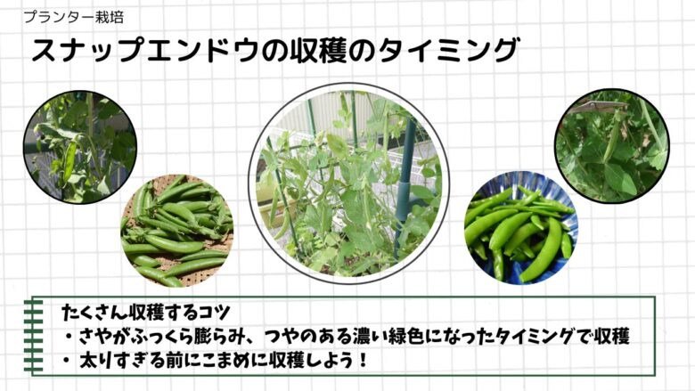 「プランター栽培のスナップエンドウの収穫タイミングをまとめた画像。中央に育ったスナップエンドウの株、周囲に膨らんださや・収穫したスナップエンドウ・完熟直前の実のアップ写真を配置。下部に『さやがふっくら膨らみ濃い緑色になったら収穫』『太りすぎる前にこまめに収穫』という収穫のコツを示したテキストつき。」