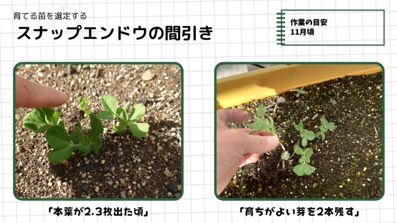 スナップエンドウの直播後の間引き作業。発芽して本葉が2〜3枚出たタイミングで、元気な苗を1〜2本残して整理している様子。