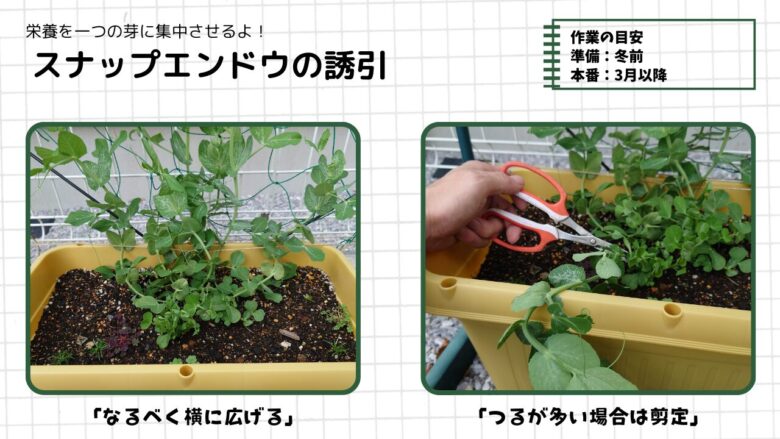 プランターで育てたスナップエンドウの誘引例。つるをネットに横向きに広げ、混み合った部分は剪定して育てる方法を示している写真。