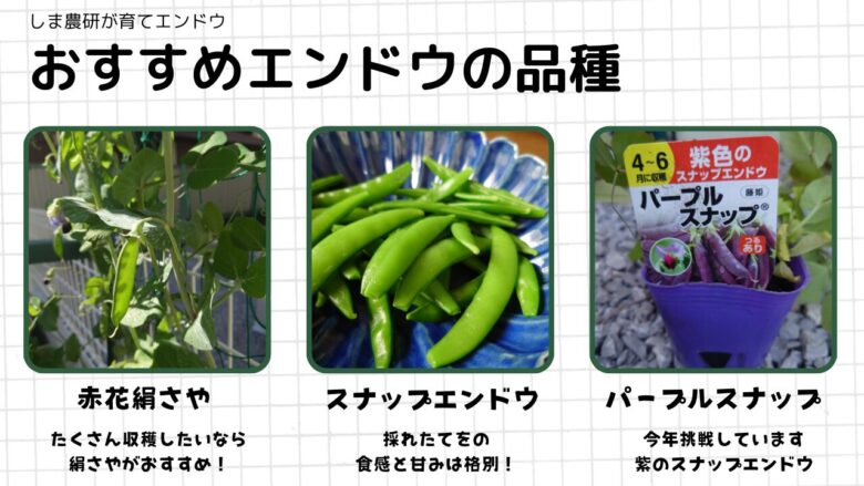 「しま農研が育てたエンドウのおすすめ品種紹介。左に赤花絹さやの実とつるの写真、中央に緑色のスナップエンドウの実、右に紫色の莢が特徴のパープルスナップの苗の写真。それぞれ品種の説明文が添えられている。」