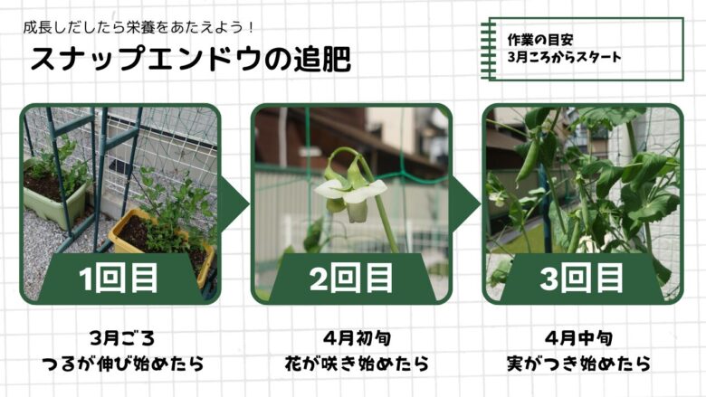 スナップエンドウの追肥タイミングを解説する図。1回目は3月ごろつるが伸び始めた時、2回目は4月初旬に花が咲き始めた時、3回目は4月中旬に実がつき始めた時のタイミングを写真付きで示したもの。