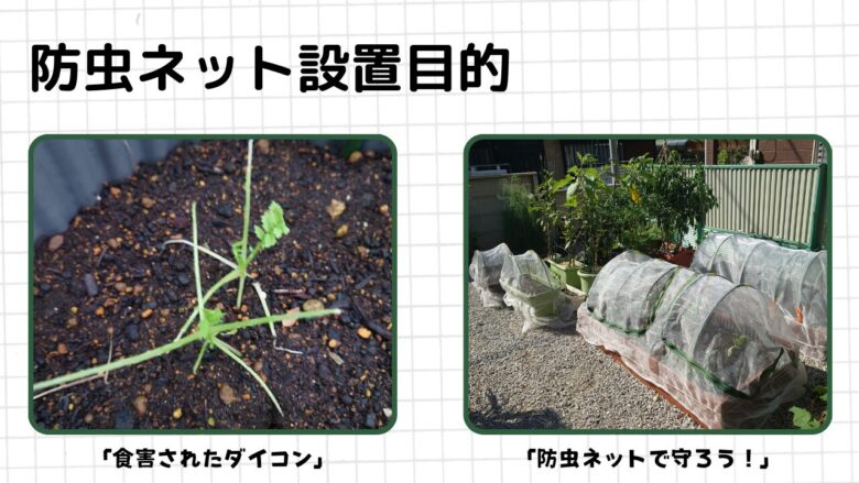 防虫ネット設置目的:食害されたダイコンと防虫ネットで保護した菜園の比較写真