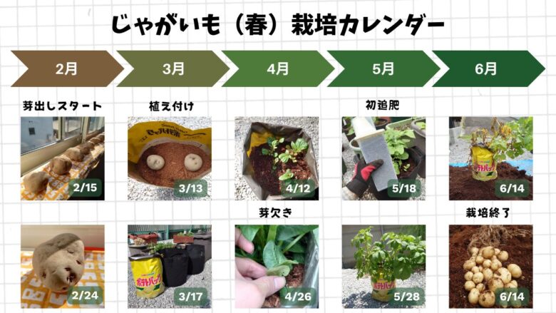 2月の芽出しから3月の植え付け、芽かきや追肥を経て、6月に収穫した春じゃがいもの栽培カレンダー