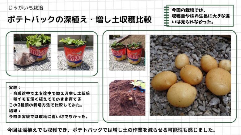 ポテトバッグでじゃがいもの深植えと増し土を比較し、収穫結果を観察した画像
