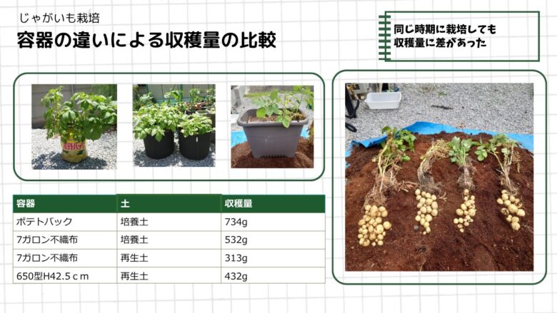 2025年のじゃがいも栽培で、容器と土の違いによる収穫量を比較した画像