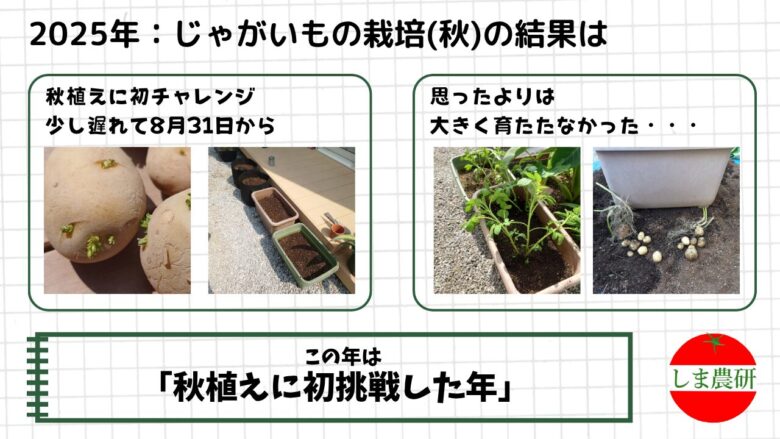 2025年秋のじゃがいも栽培で、8月末の植え付けから小ぶりな収穫までをまとめた画像
