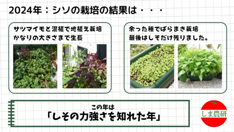 2024年にサツマイモと混植した赤シソと、ばらまきで大きく育ったシソの様子