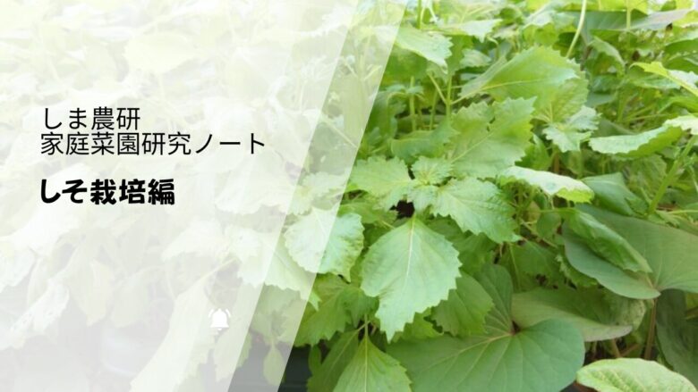 シソを育てる様子をまとめた『しま農研 家庭菜園研究ノート しそ栽培編』のアイキャッチ画像