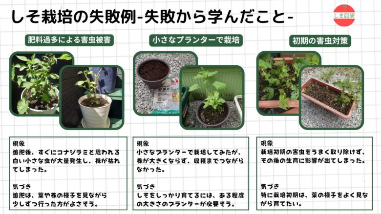 しそ栽培で起きた害虫被害や小型プランターでの生育不良をまとめた失敗例の図解